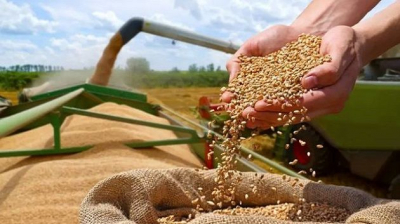 لأول مرة في إفريقيا والعالم العربي: تونس تحتضن المؤتمر الدولي الخامس للقمح