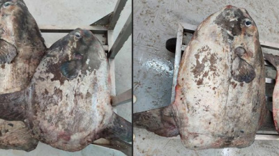صفاقس: حجز سمك القمر بسوق الأسماك