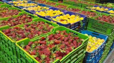 ارتفاع صادرات الفواكه والخضر إلى إيطاليا بـ 60 % في 2025