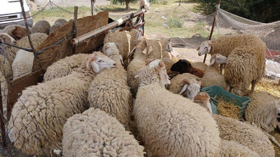 تحديد السعر المرجعي لأضاحي العيد بالنقاط المنظمة