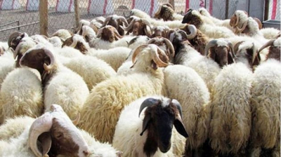 الجزائر: نحو استيراد مليون رأس من الماشية لعيد الاضحى