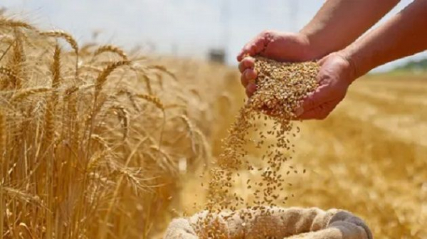 القصرين.. 70 % نسبة تقدم موسم الحصاد