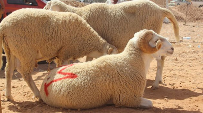 سليانة: توفّر أكثر من 90 ألف رأس من الأضاحي
