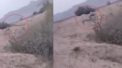 أفعى عملاقة تُثير الذعر في سيدي بوزيد: التفاصيل