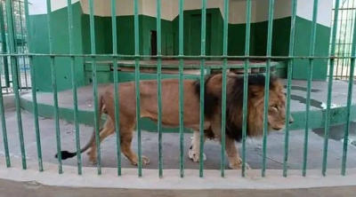 قفصة.. تعرّض عامل بحديقة عرباطة لهجوم من الأسد