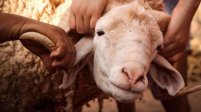 بلدية تونس: نحر الأضاحي ممنوع داخل الشقق وفوق أسطح العمارات
