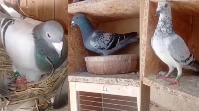 اثنتان منها تعودان لملك بلجيكا.. استرجاع 8 حمامات في بوحسينة